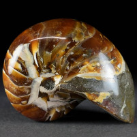 Fossilien aus Madagaskar versteinerter Nautilus Cymatoceras
