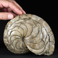 Sehr großer versteinerter Nautilus Aturia aus dem Eozän