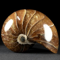 Versteinerter Nautilus aus der Unterkreide von Madagaskar