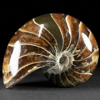 Versteinerter Nautilus aus der Kreidezeit von Madagaskar