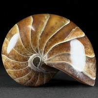 Schöner versteinerter Nautilus aus der Kreidezeit von Madagaskar