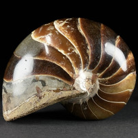 Nautilus Cymatoceras aus der Kreidezeit von Madagaskar