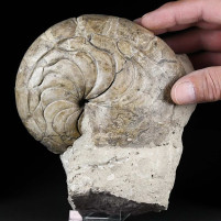 Großer versteinerter Nautilus Aturia sp. aus dem Eozän
