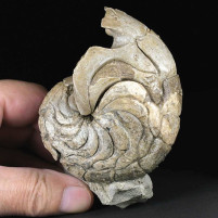 Seltener versteinerter Nautilus Aturia aus der Westsahara