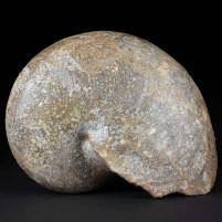 Versteinerter Nautilus Aturia sp. aus dem Eozän
