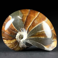Fossilien aus Madagaskar versteinerter Nautilus mit toller Maserung