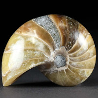 Fossilien online versteinerter polierter Nautilus aus der Kreidezeit