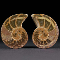 Fossilien Nautilus Cymatoceras Paar Oberjura von Madagaskar