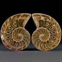 Schönes versteinertes Nautilus Pärchen aus der Jurazeit