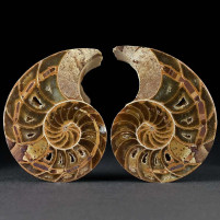 Schönes versteinertes Nautilus Pärchen aus der Jurazeit