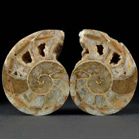 Fossilien Madagaskar versteinertes Nautilus Paar aus der Oberjura