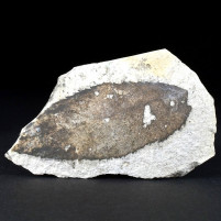 Versteinertes Blatt aus dem Miozän von Ungarn
