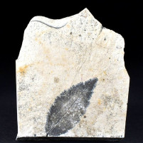 Fossilien aus dem Miozän Versteinertes Ulmenblatt Zelkova sp.