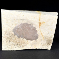 Zelkova sp. versteinertes Ulmenblatt aus dem Miozän