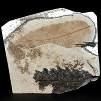 Pflanzen Fossilien versteinerte Blätter aus dem Miozän von Ungarn