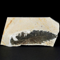 Pflanzen Fossilien versteinertes Blatt aus dem Miozän