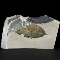 Versteinertes Blatt aus dem Miozän von Ungarn