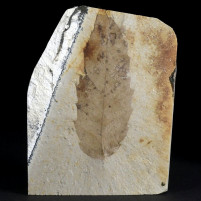 Fossilien versteinertes Eichenblatt aus dem Miozän von Ungarn