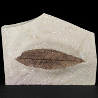 Schönes versteineres Blatt aus dem Miozän von Erdöbénye
