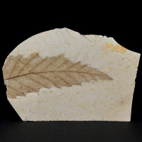 Schönes versteinertes Blatt Quercus sp. aus dem Miozän von Ungarn
