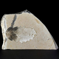 Versteinertes Blatt aus dem Miozän von Erdöbénye Ungarn