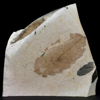 Pflanzen Fossilien versteinertes Blatt aus dem Miozän