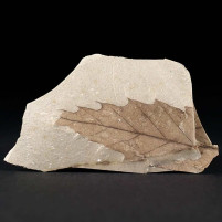Versteinertes Eichenblatt aus dem Miozän Quercus sp.