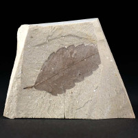 Fossilien versteinertes Blatt von Quercus sp. aus dem Miozän