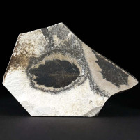 Schönes versteinertes Blatt aus dem Miozän von Ungarn