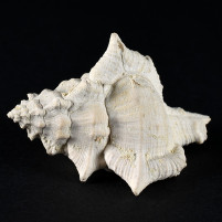 Fossilien-versteinerte Stachelschnecke Murex spinicosta