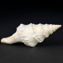 Fossilien versteinerte Schnecke Pleurotoma cataphracta Badenium