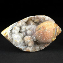 Versteinerte kristallisierte Chalcedon Schnecke aus der Kreidezeit