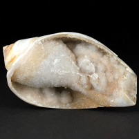 Versteinerte auskristallisierte Chalcedon Schnecke Physa prinsepii