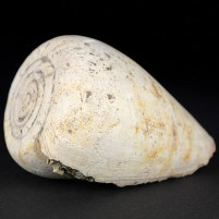 Versteinerte Kegelschnecke Conus mercatis aus dem Miozän