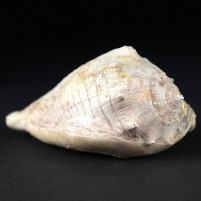 Versteinerte Walzenschnecke Athleta sp. aus dem Miozän 