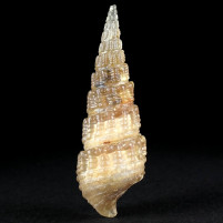 Herrliche versteinerte Chalcedon Schnecke Cerithium sp. aus dem Eozän