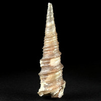 Fossilien verkieselte Chalcedon Schnecke Turritella sp.