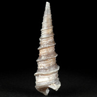 Fossilien Chalcedon Schnecke aus der Westsahara