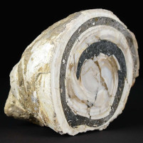 Fossilien aus Österreich versteinerte Schnecke Trochactaeon