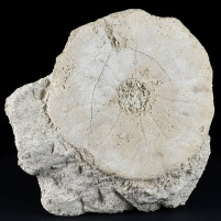 Fossilien versteinerter Seeigel Parascutella aus Ungarn