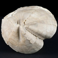 Seltener versteinerter Seeigel Pericosmus latus aus Ungarn