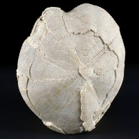 Versteinerter Seeigel Prospatangus corsicus aus dem Miozän