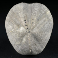 Fossilien-versteinerter Seeigel Toxaster argilaceus