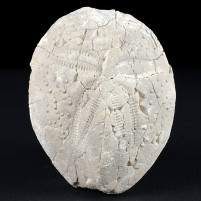 Fossilien versteinerter Seeigel Eupatagus multituberculatus