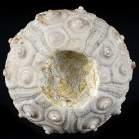 Fossilien versteinerter Seeigel Dorocidaris taouzensis