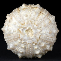 Fossilien Kreidezeit versteinerter Seeigel Goniopygus zum Kaufen