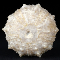 Versteinerter Seeigel Goniopygus aus der Kreidezeit