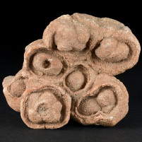 Versteinerte Algenknollen Stromatolithen aus Marokko