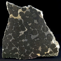 Fossilien versteinerte Stromatolithen aus Ungarn Obertrias