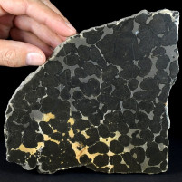 Fossilien aus Ungarn versteinerte Stromatolithen
